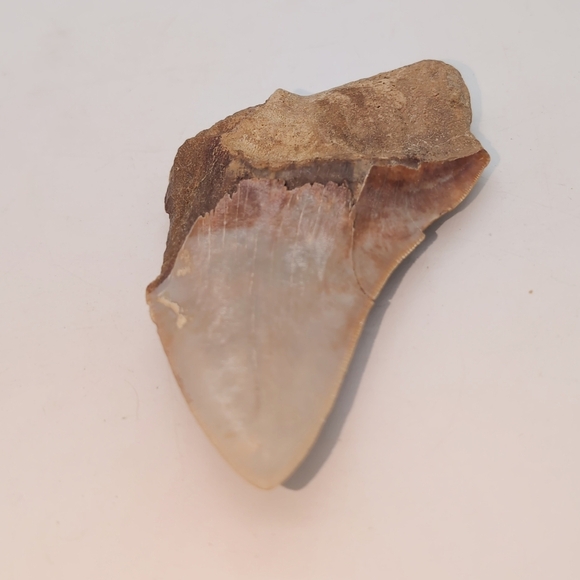 Real Otodus Megalodon Fossilized Shark Tooth 3.25 - Picture 5 of 11